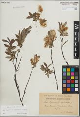 Foto von Salix L.